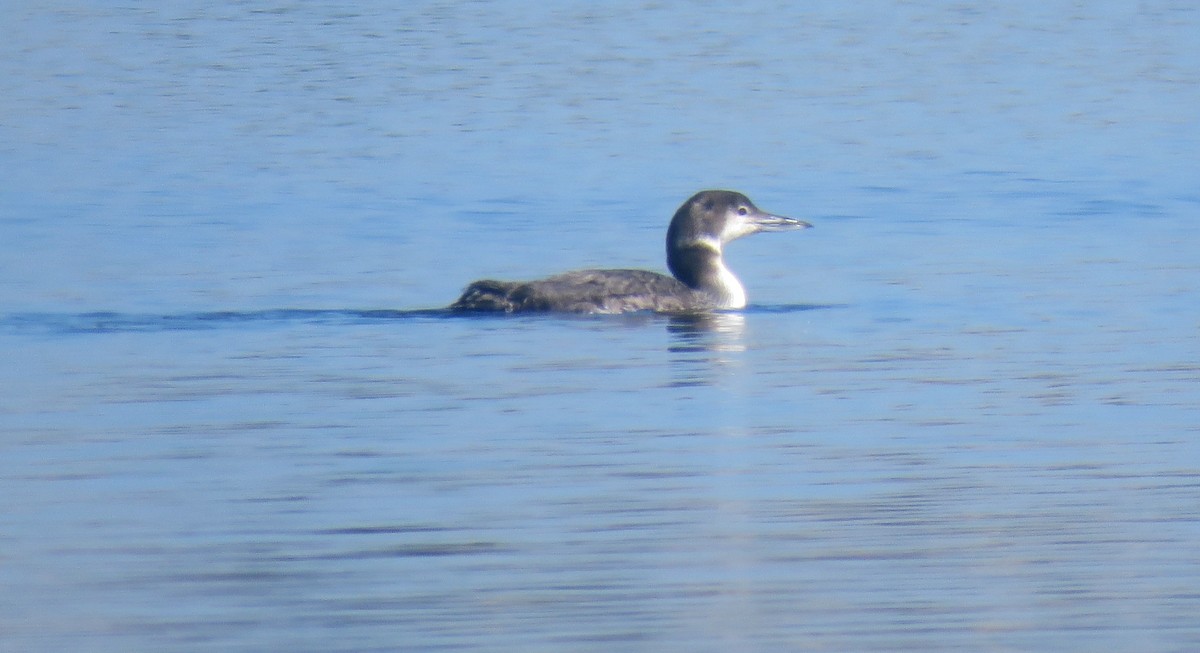 Common Loon - Debbie Cusick