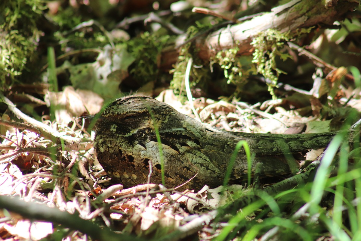 Eastern Whip-poor-will - Michael Gullo