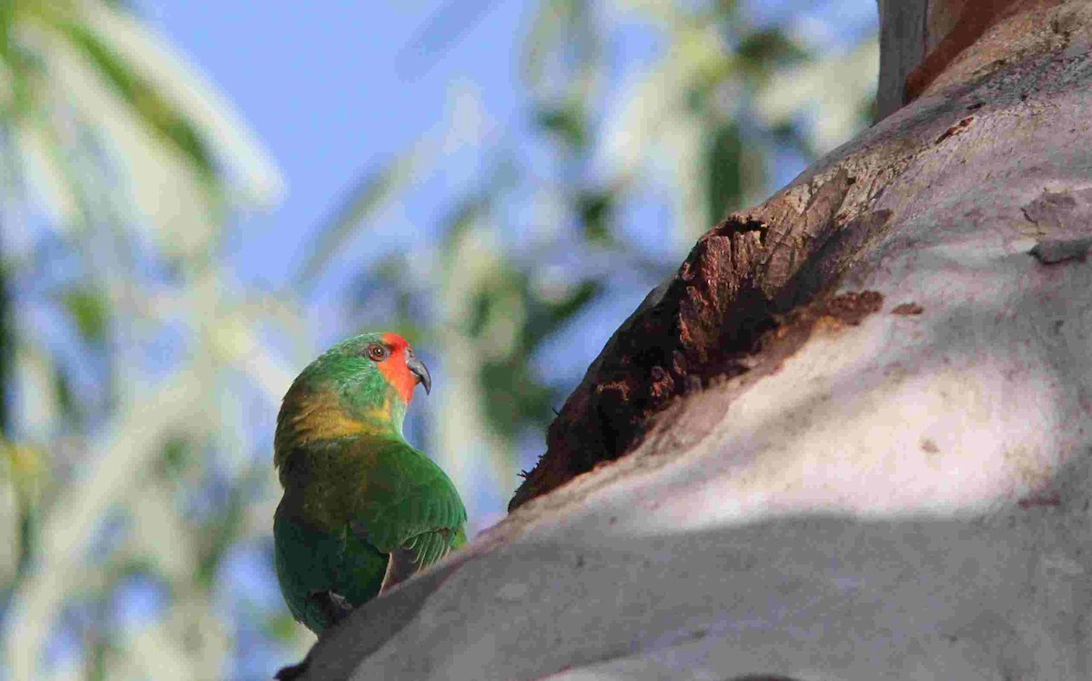 lori malý - ML242689521