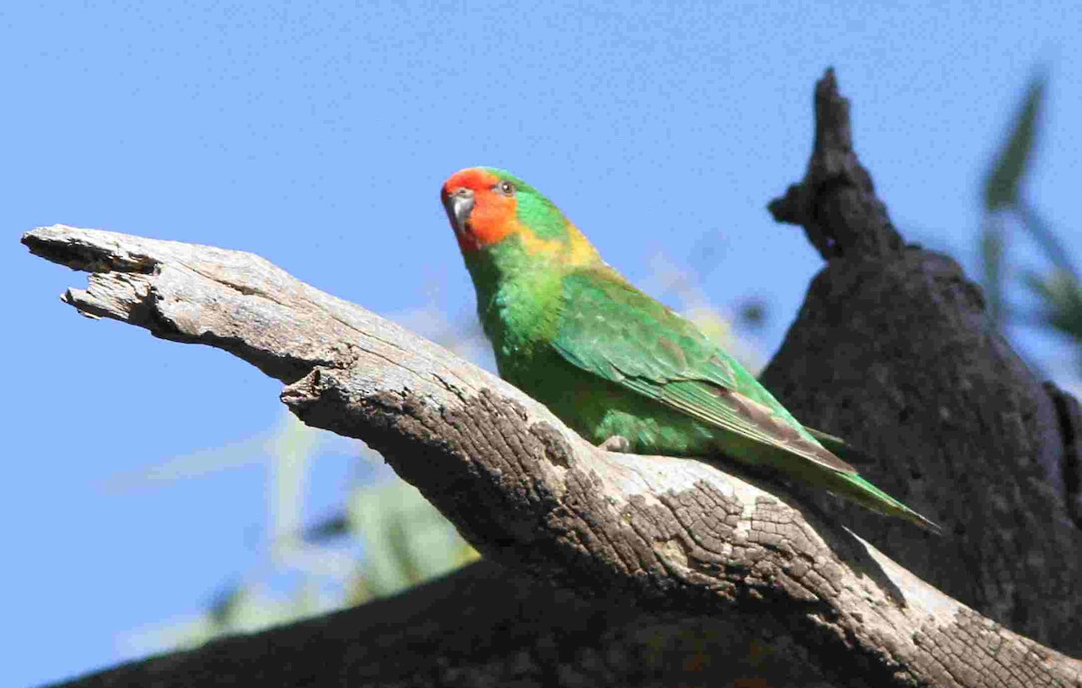 lori malý - ML242689531