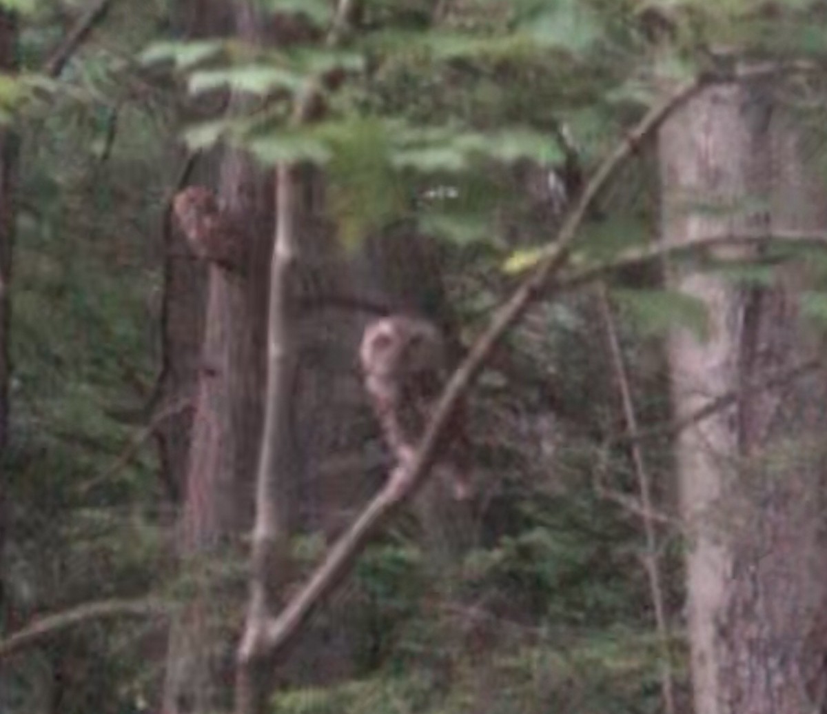 Eastern Screech-Owl - ML242690361