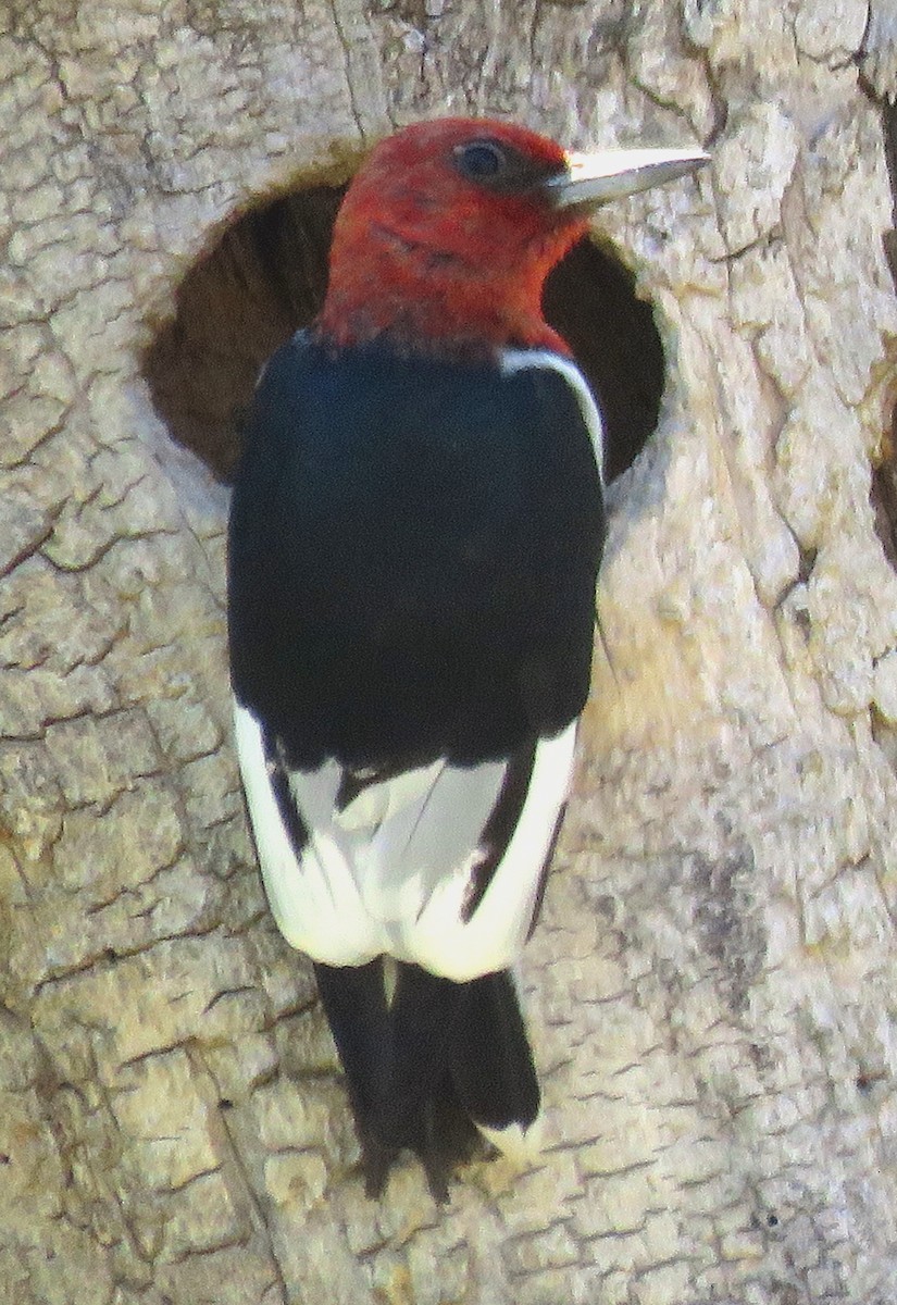ズアカキツツキ - ML242691341