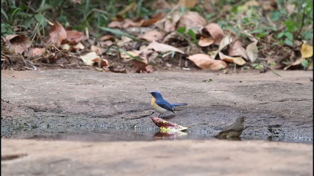 Tickell's Blue Flycatcher - ML242692711