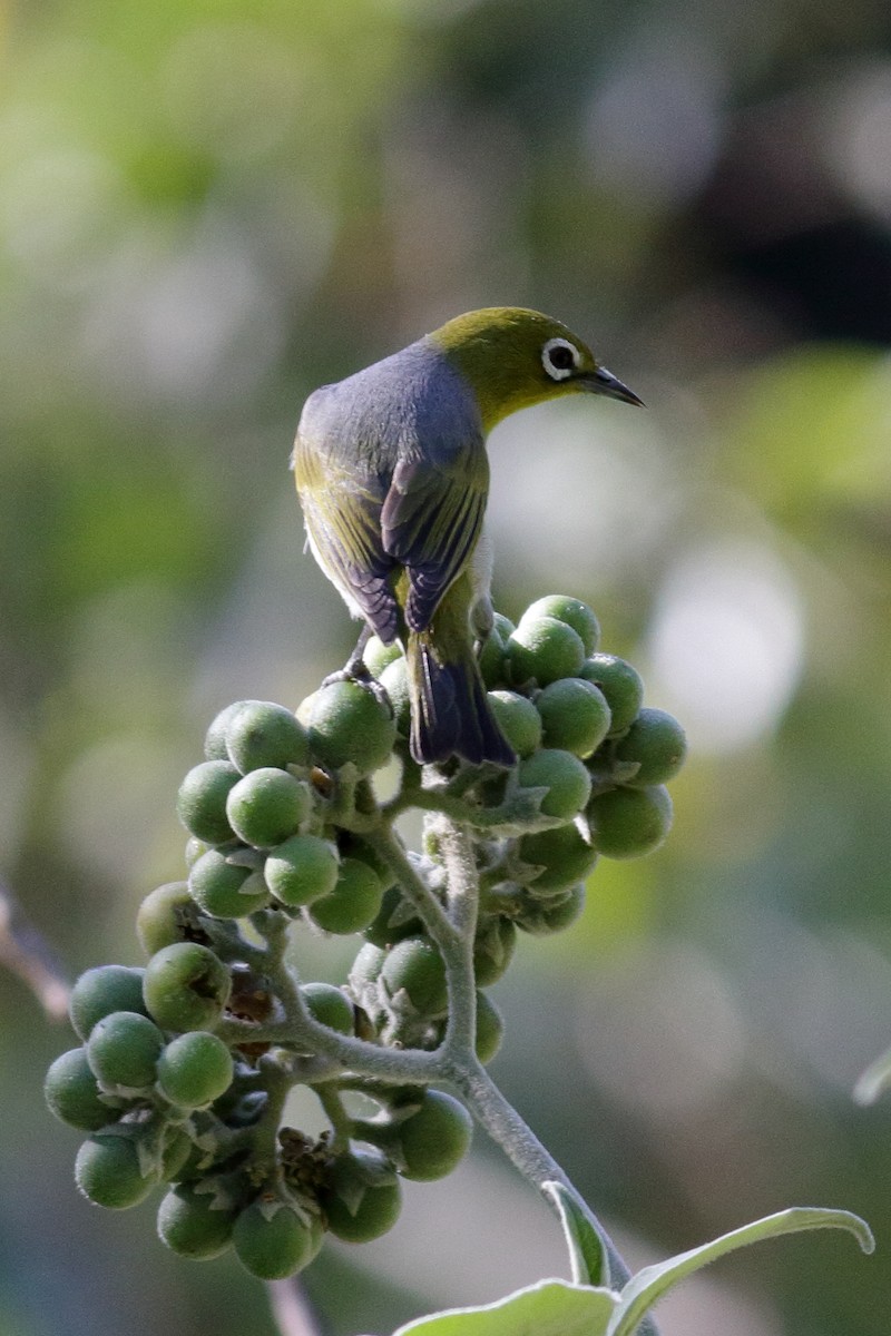 Silvereye - ML242694631