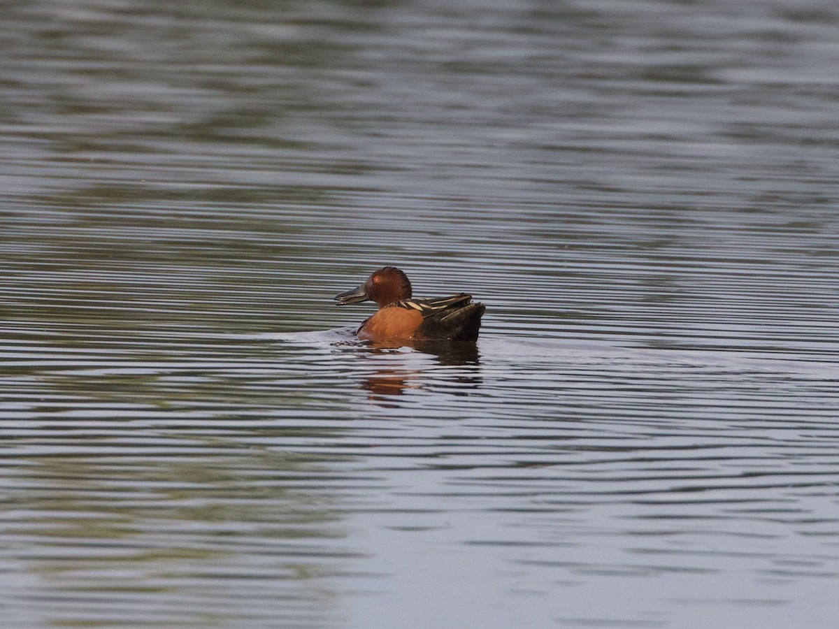 Cinnamon Teal - ML242694931