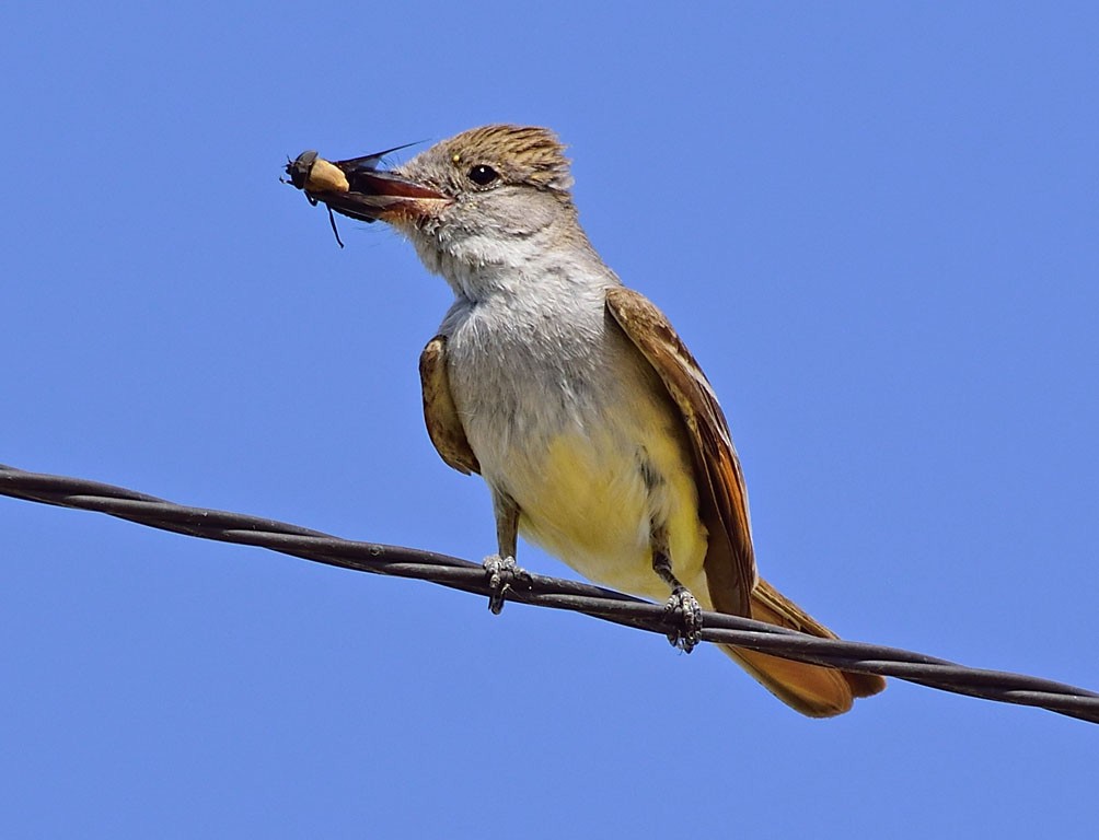 Ash-throated Flycatcher - ML242695181