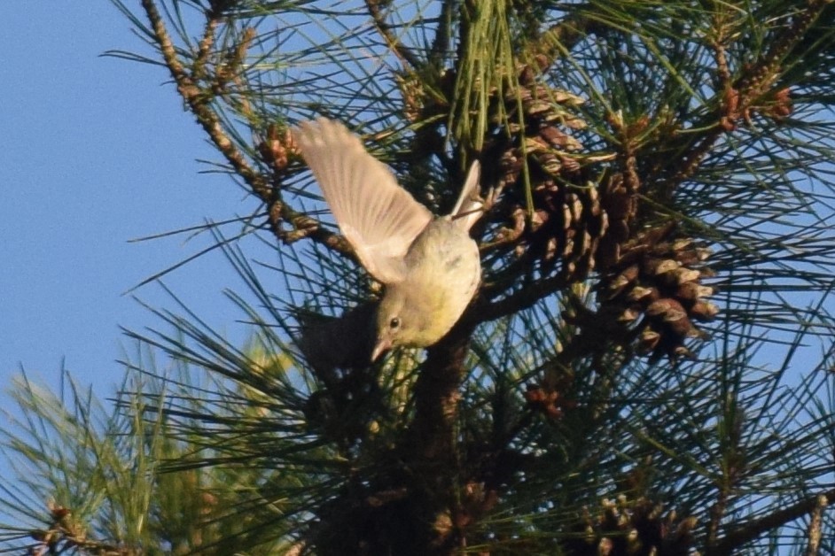 Pine Warbler - Gregg Hitchings