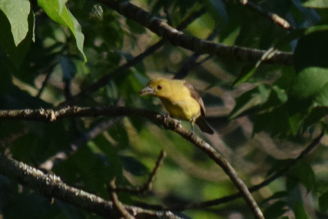 Scarlet Tanager - Gregg Hitchings