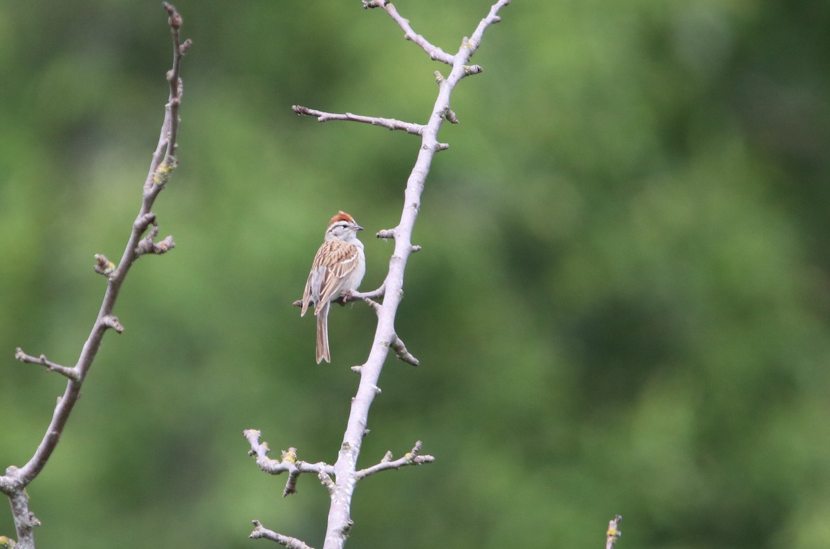 Chipping Sparrow - ML242696321