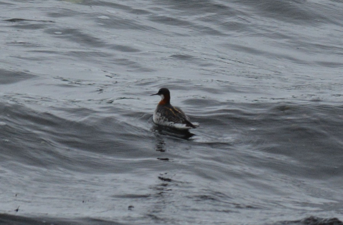 Red-necked Phalarope - ML242697021