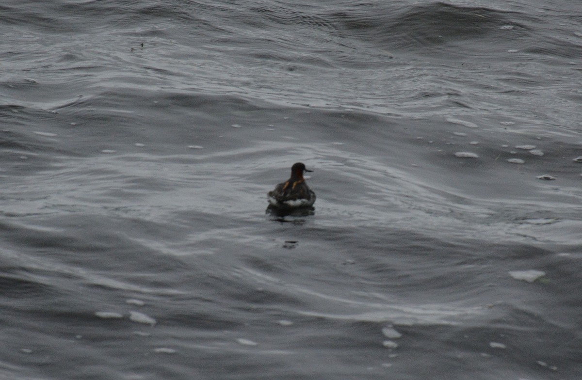 Red-necked Phalarope - ML242697051