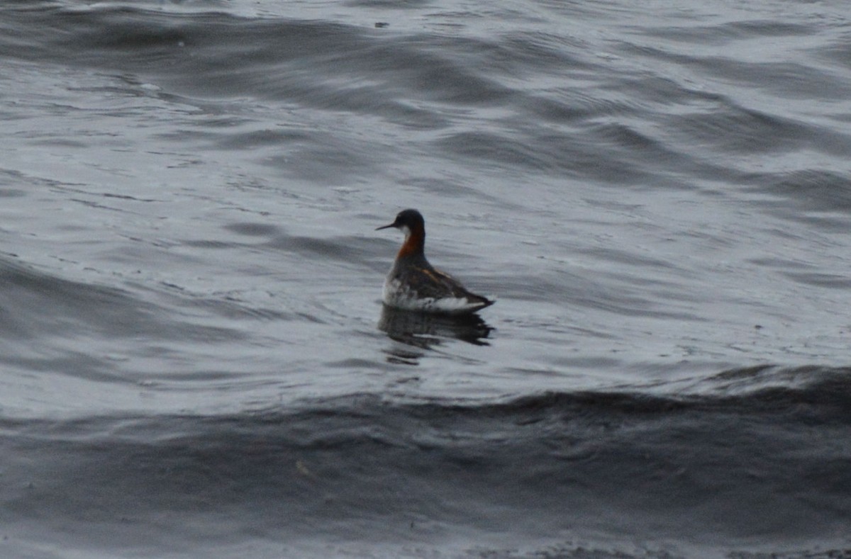 Red-necked Phalarope - ML242697061