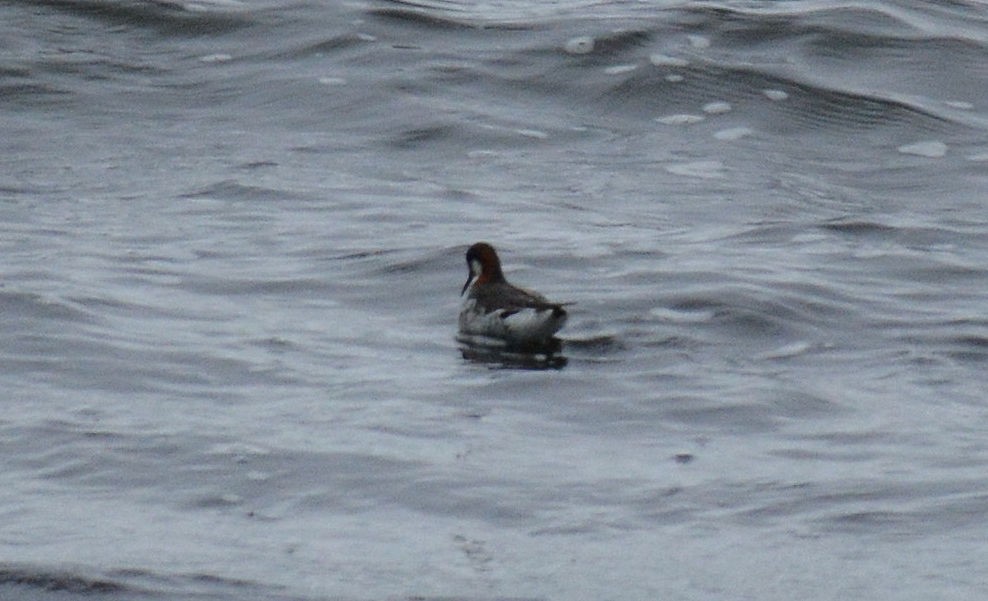 Red-necked Phalarope - ML242697071