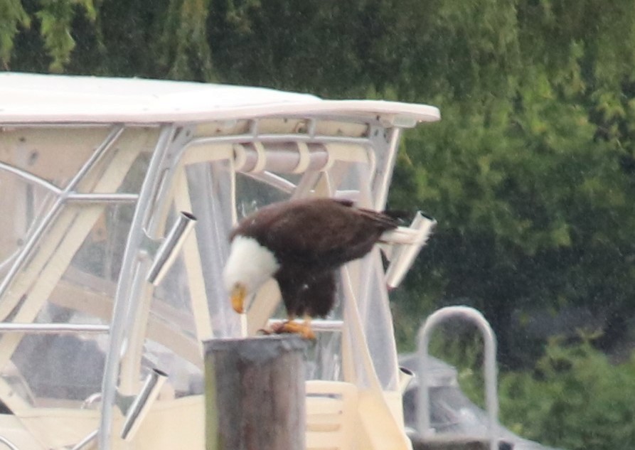 Bald Eagle - ML242697231