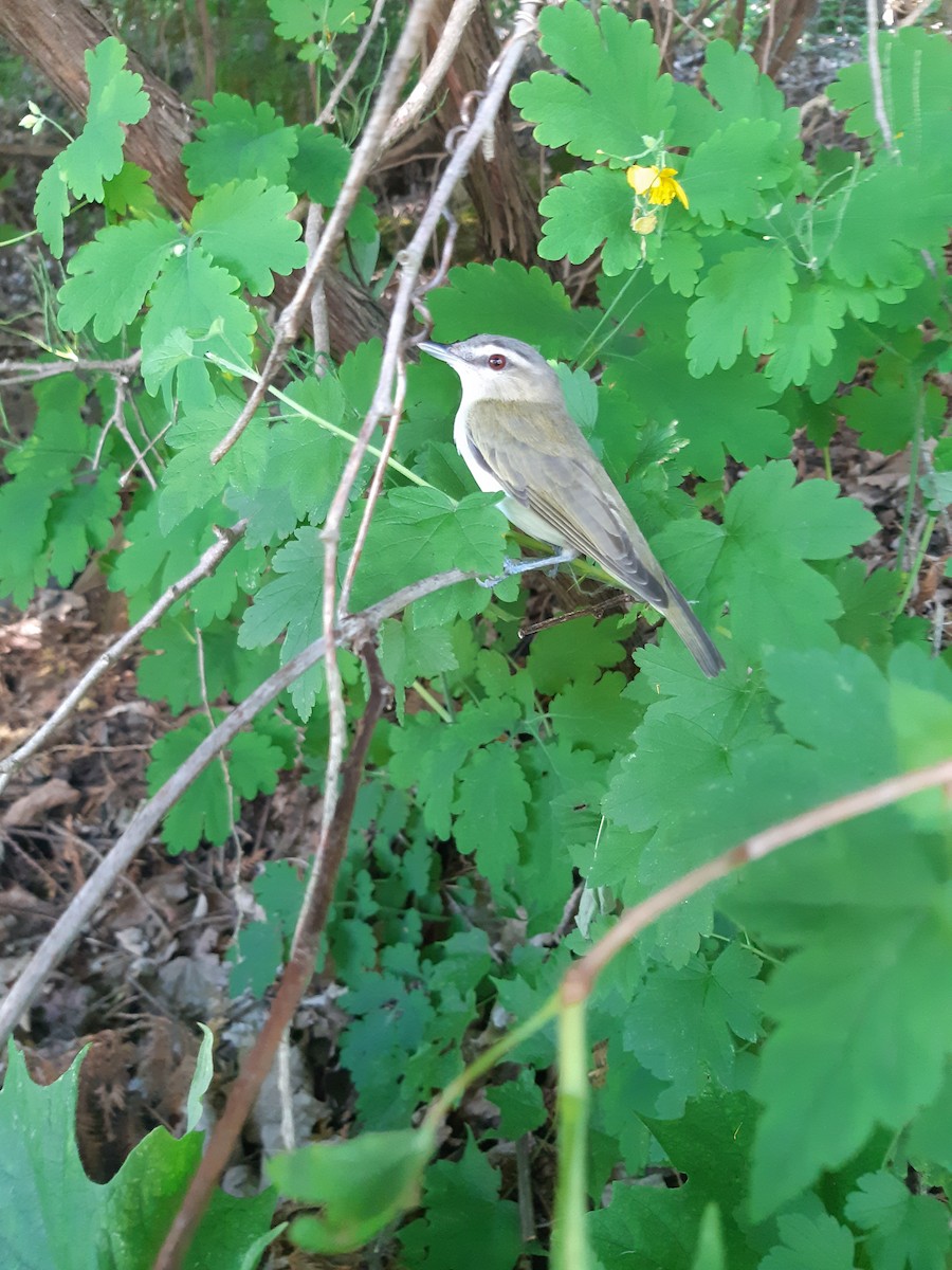 rødøyevireo - ML242697601