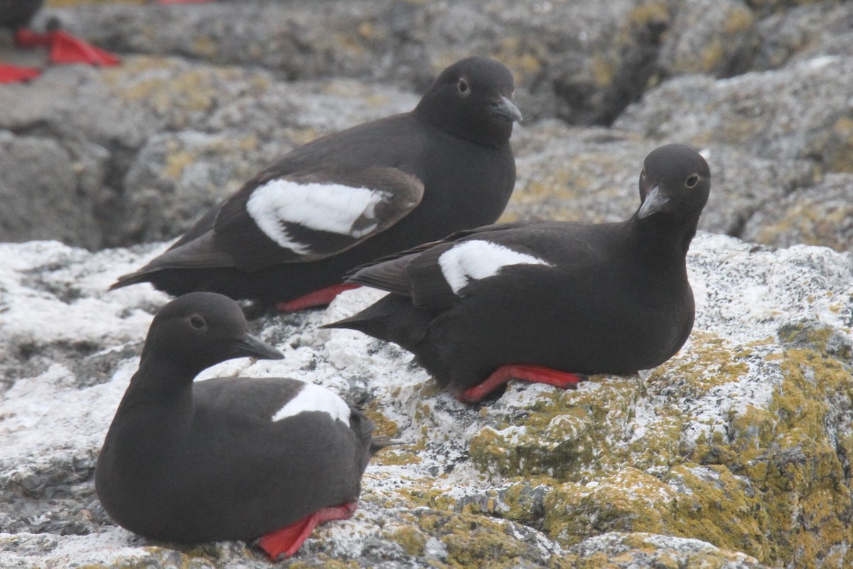 Pigeon Guillemot - Daniel Donnecke