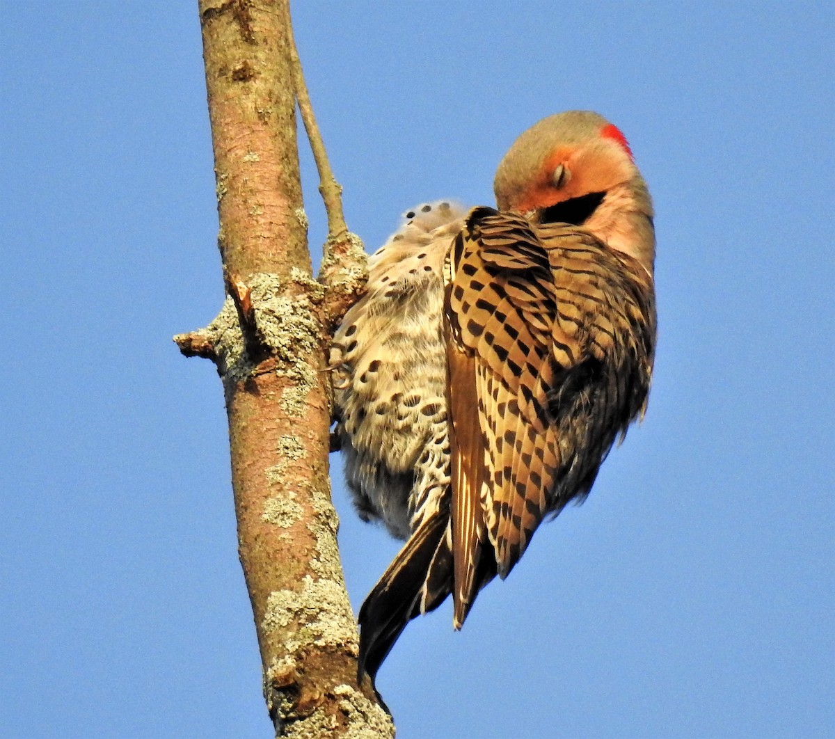 Northern Flicker - ML242705111