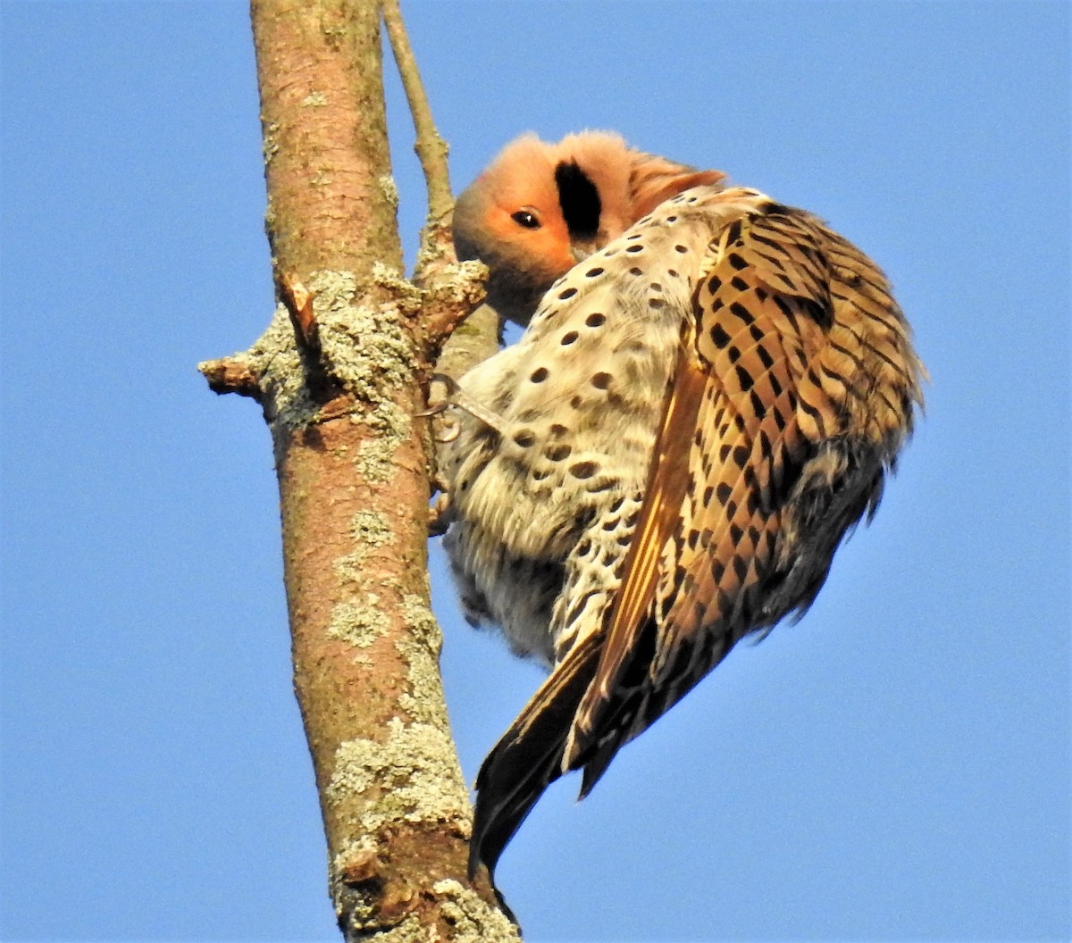 Northern Flicker - ML242705131