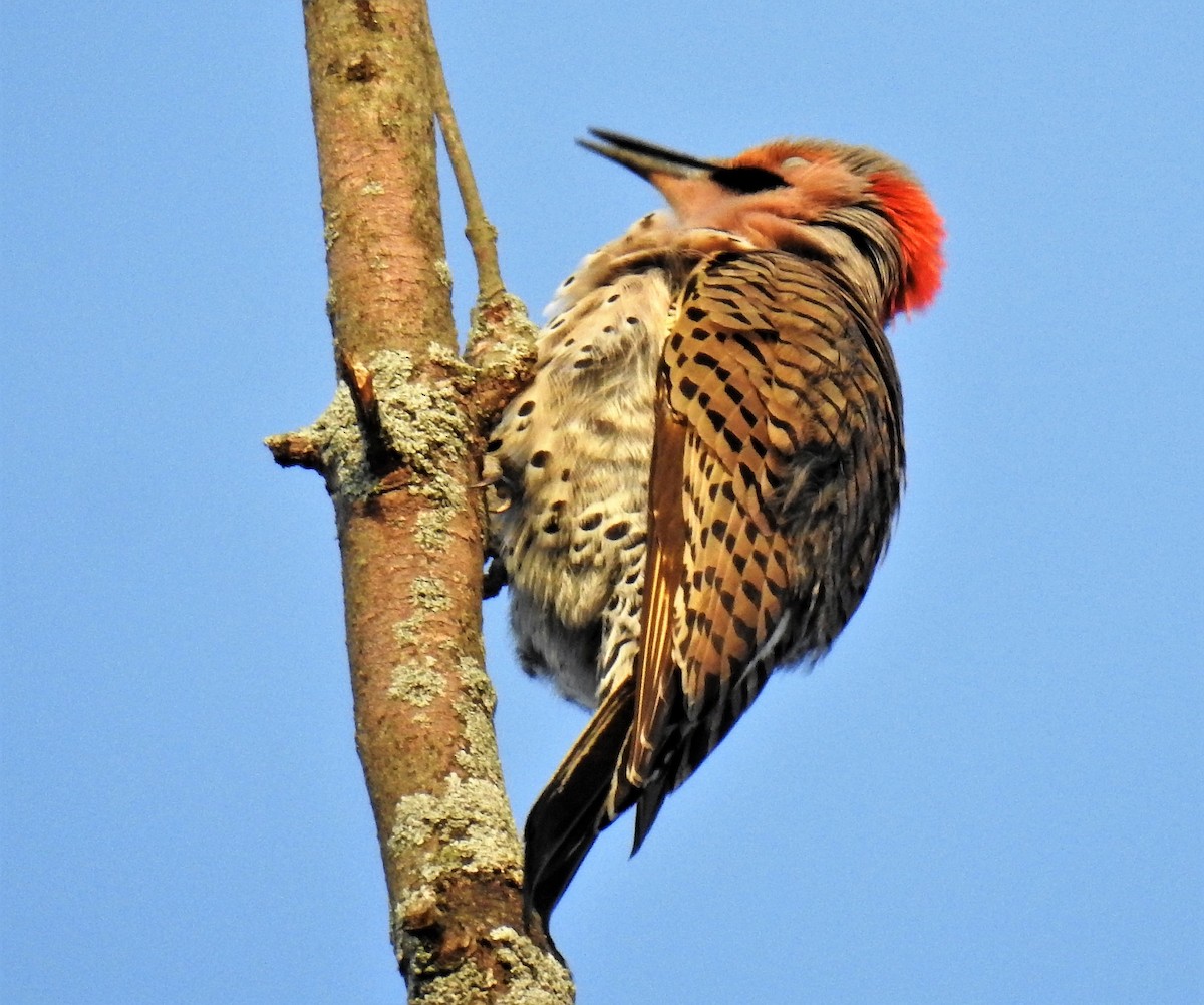 Northern Flicker - ML242705151