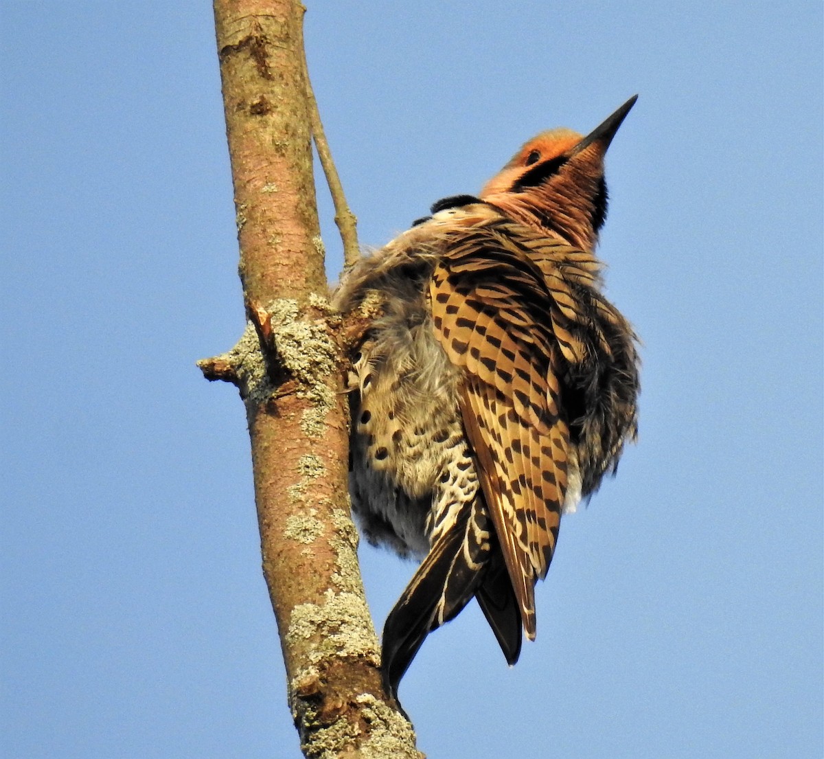 Northern Flicker - ML242705161