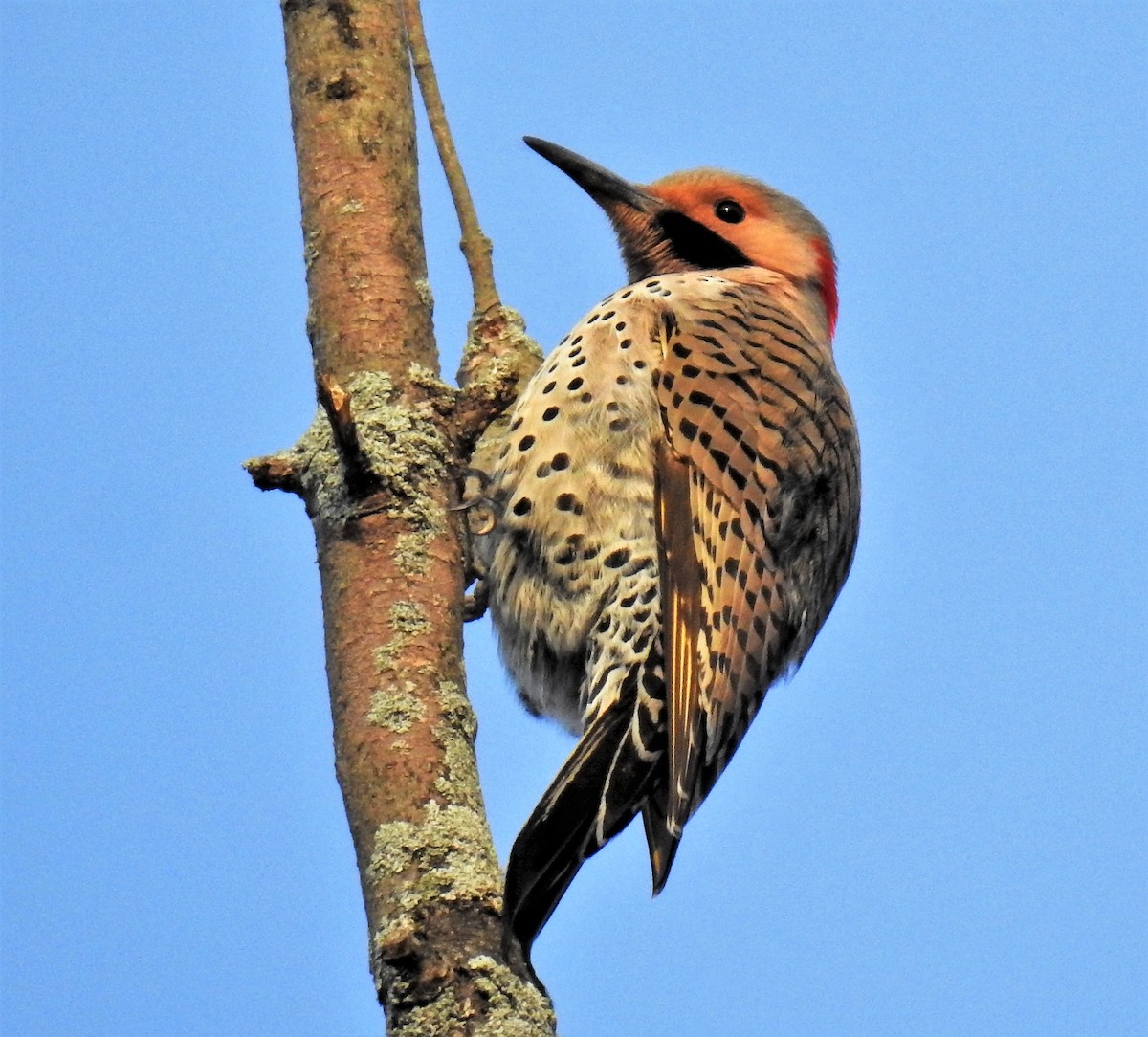 Northern Flicker - ML242705171