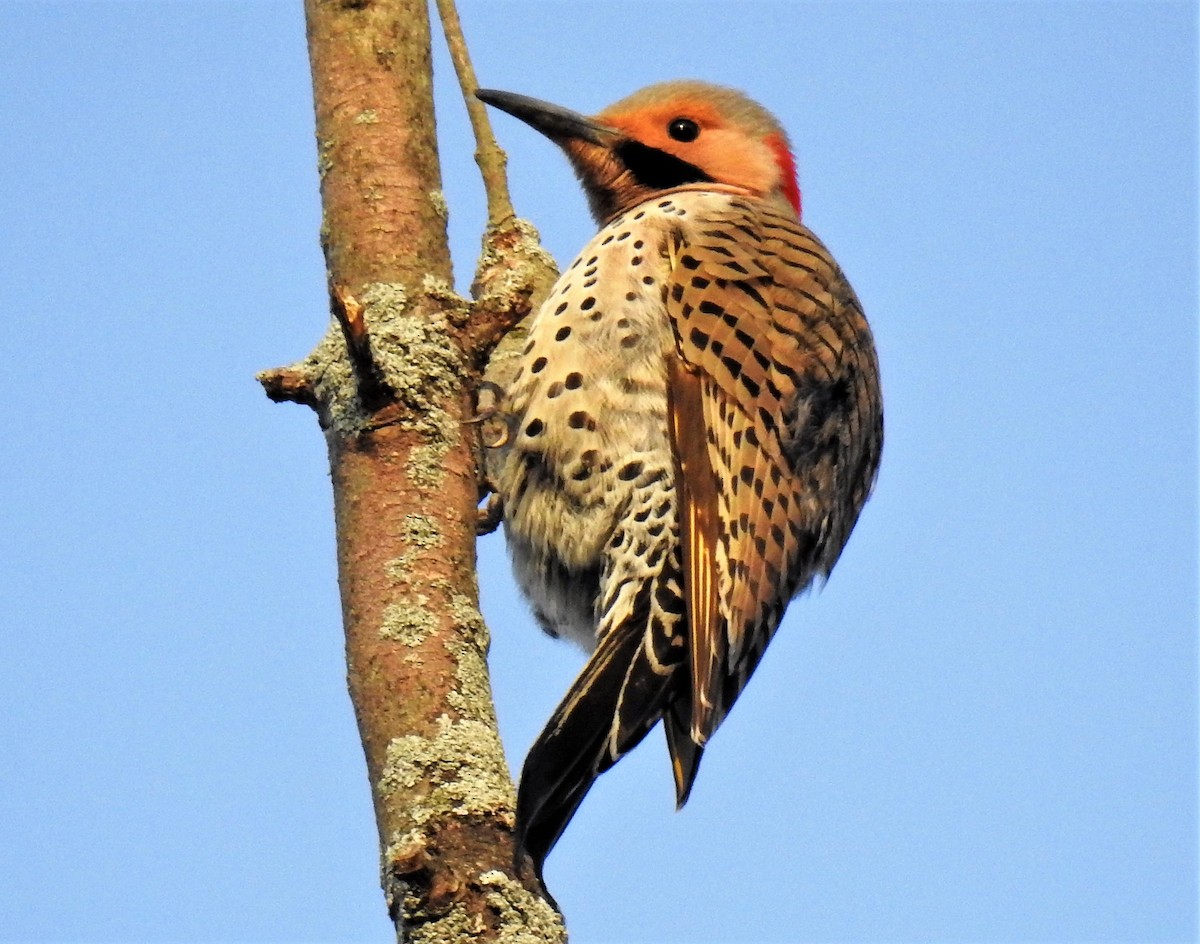 Northern Flicker - ML242705181