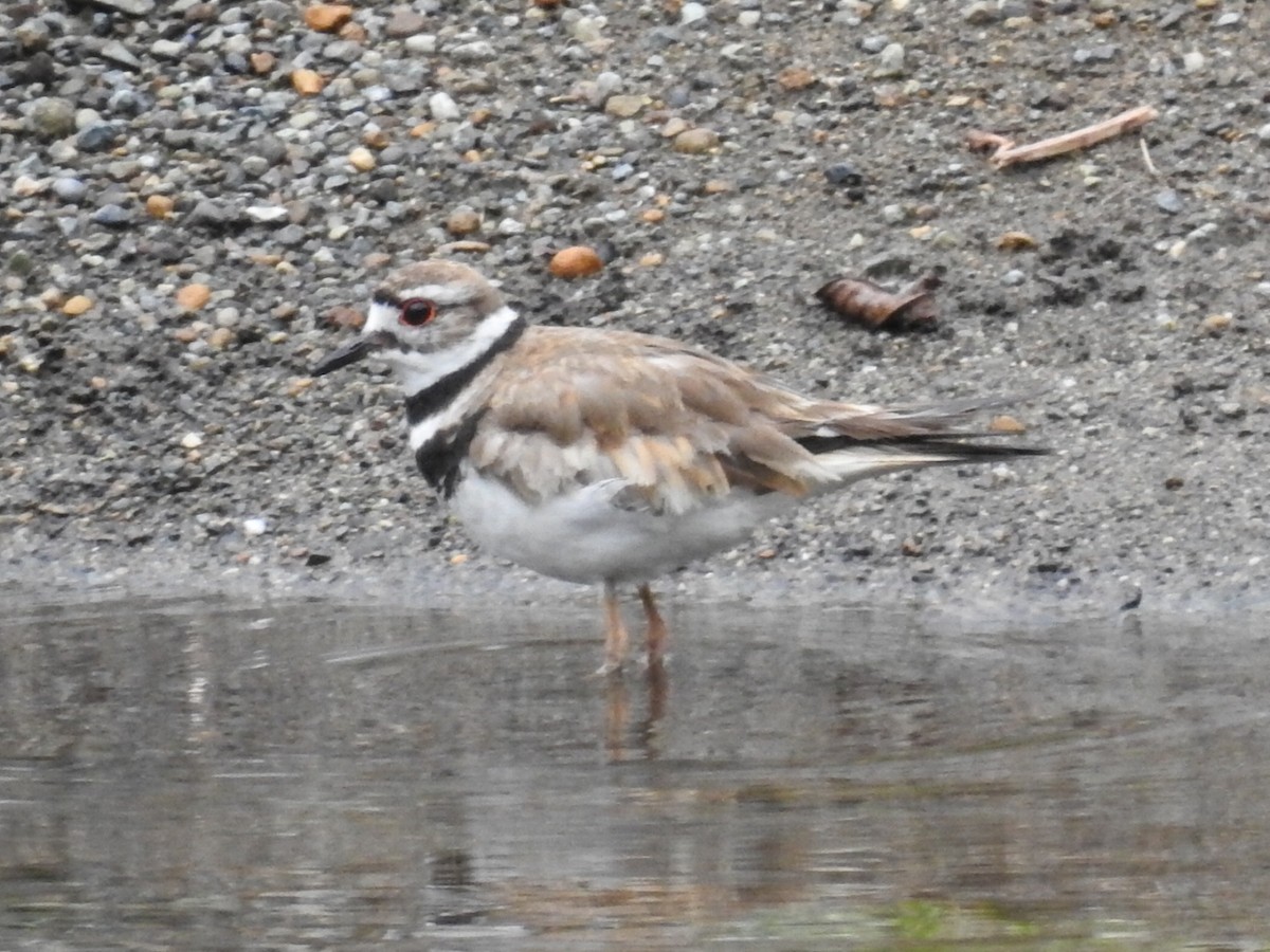 Keilschwanz-Regenpfeifer - ML242705371