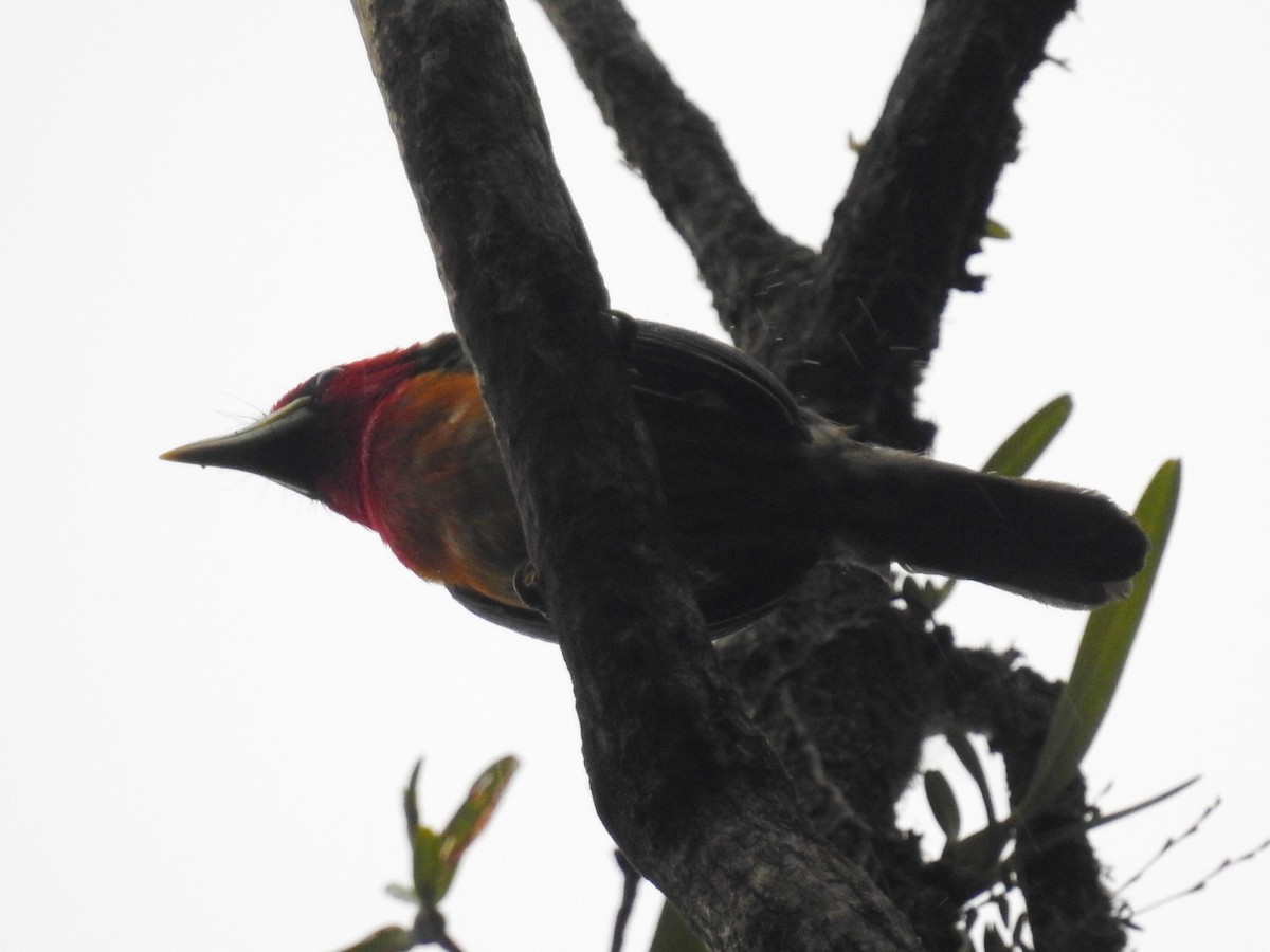 Red-headed Barbet - ML242705431