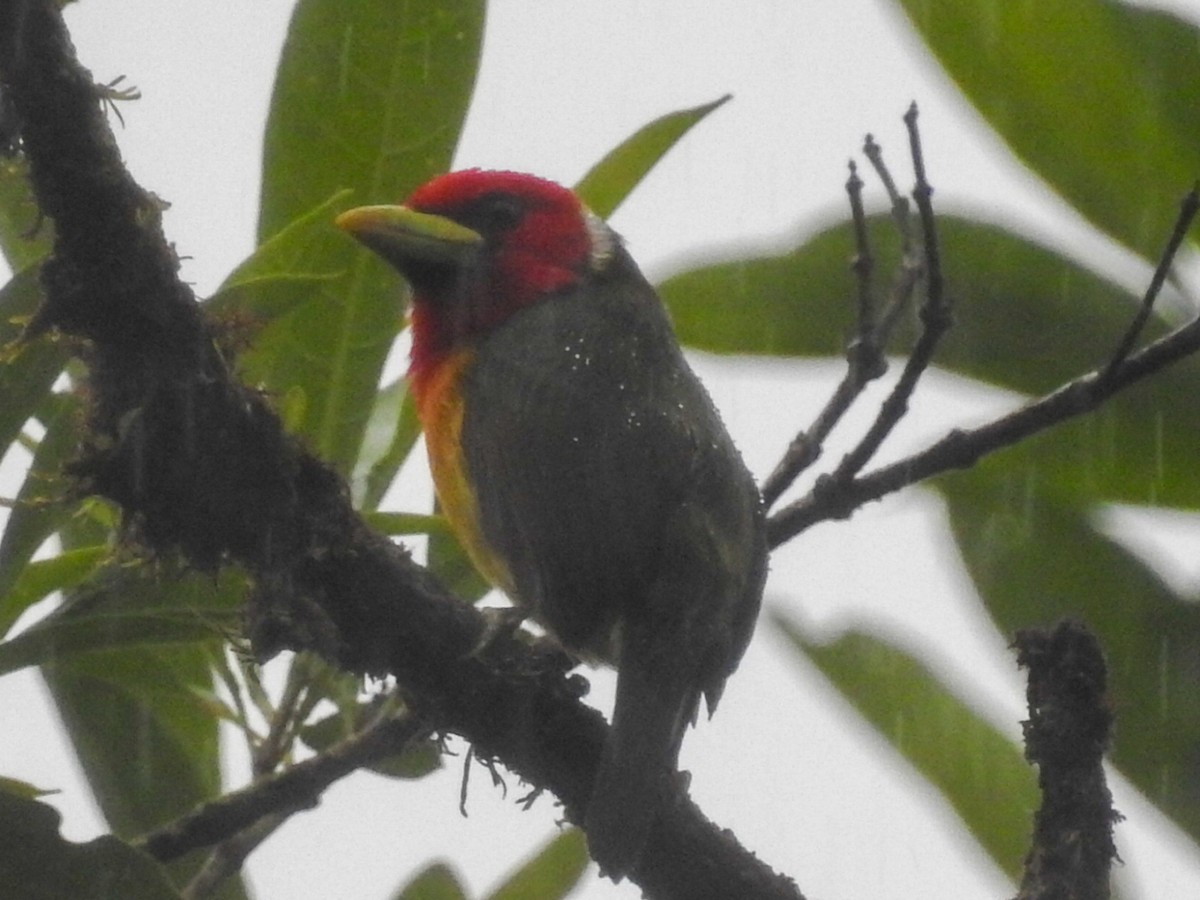 Red-headed Barbet - ML242705451