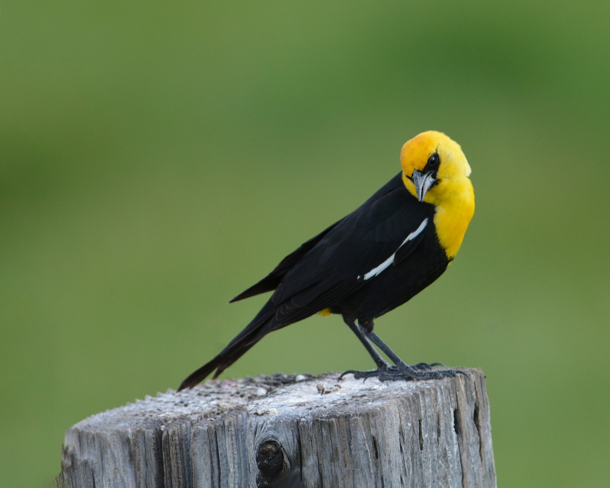 Yellow-headed Blackbird - Sherry Pratt