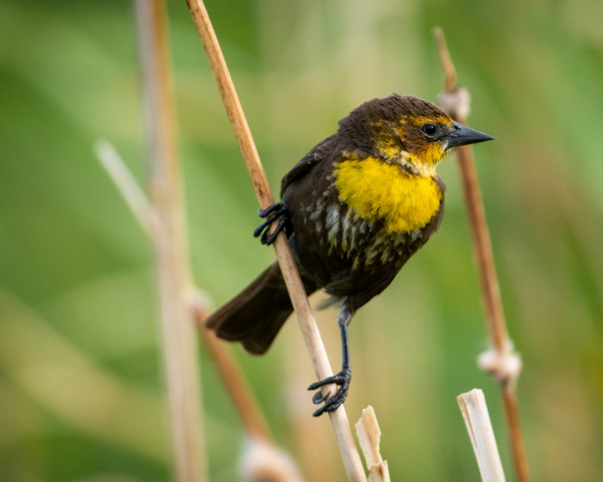 Yellow-headed Blackbird - Sherry Pratt