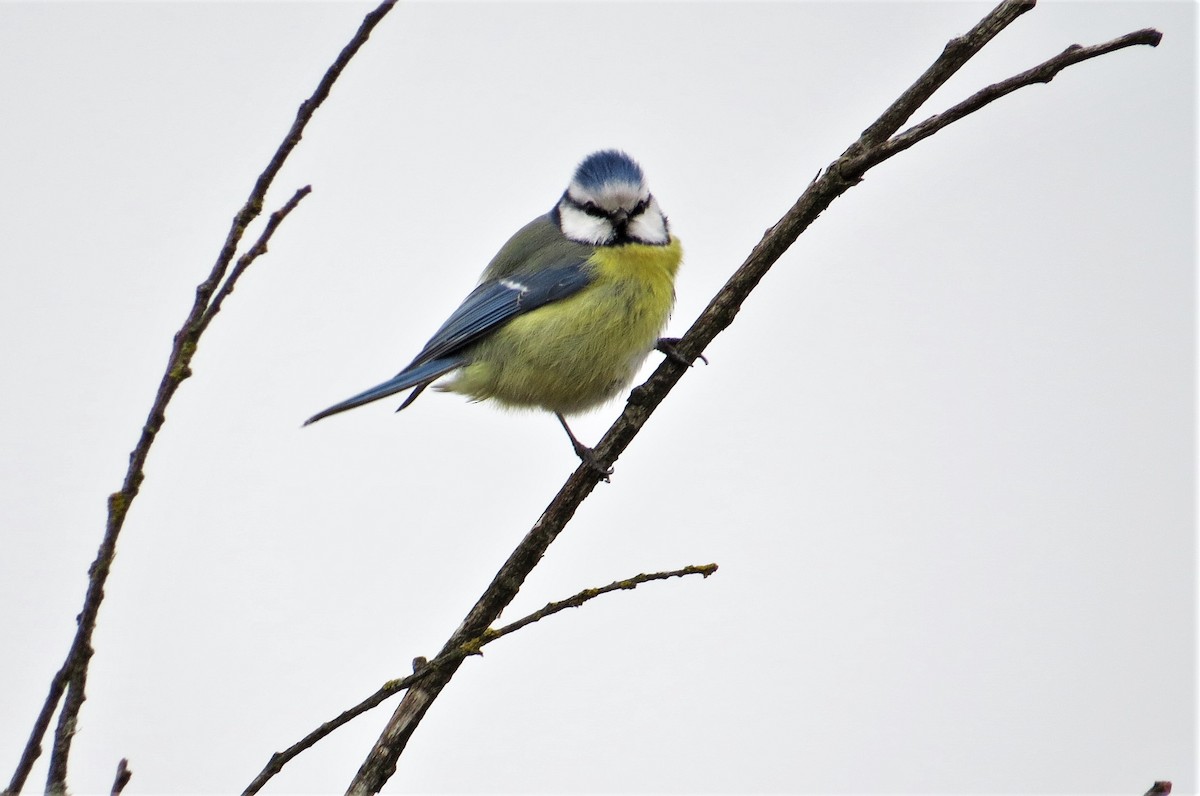 Eurasian Blue Tit - Sara Gravatt-Wimsatt