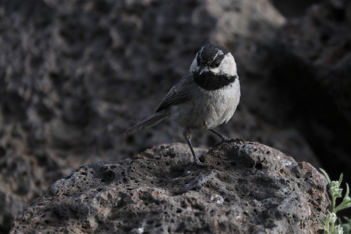 Mountain Chickadee - ML242709181