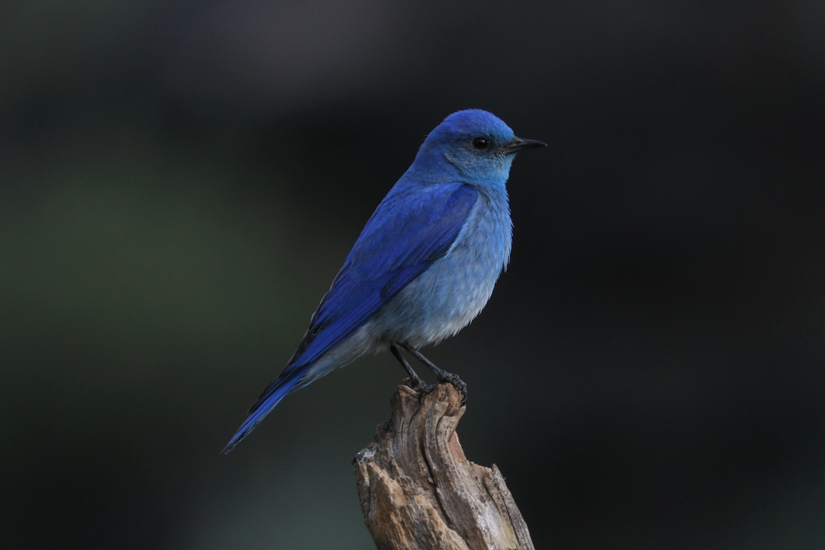 Mountain Bluebird - Chuck Gates