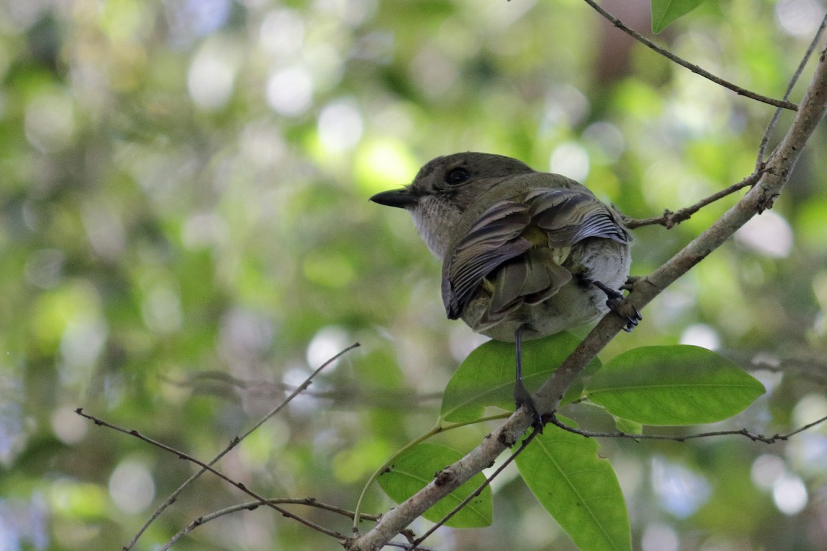 Golden Whistler - ML242709961