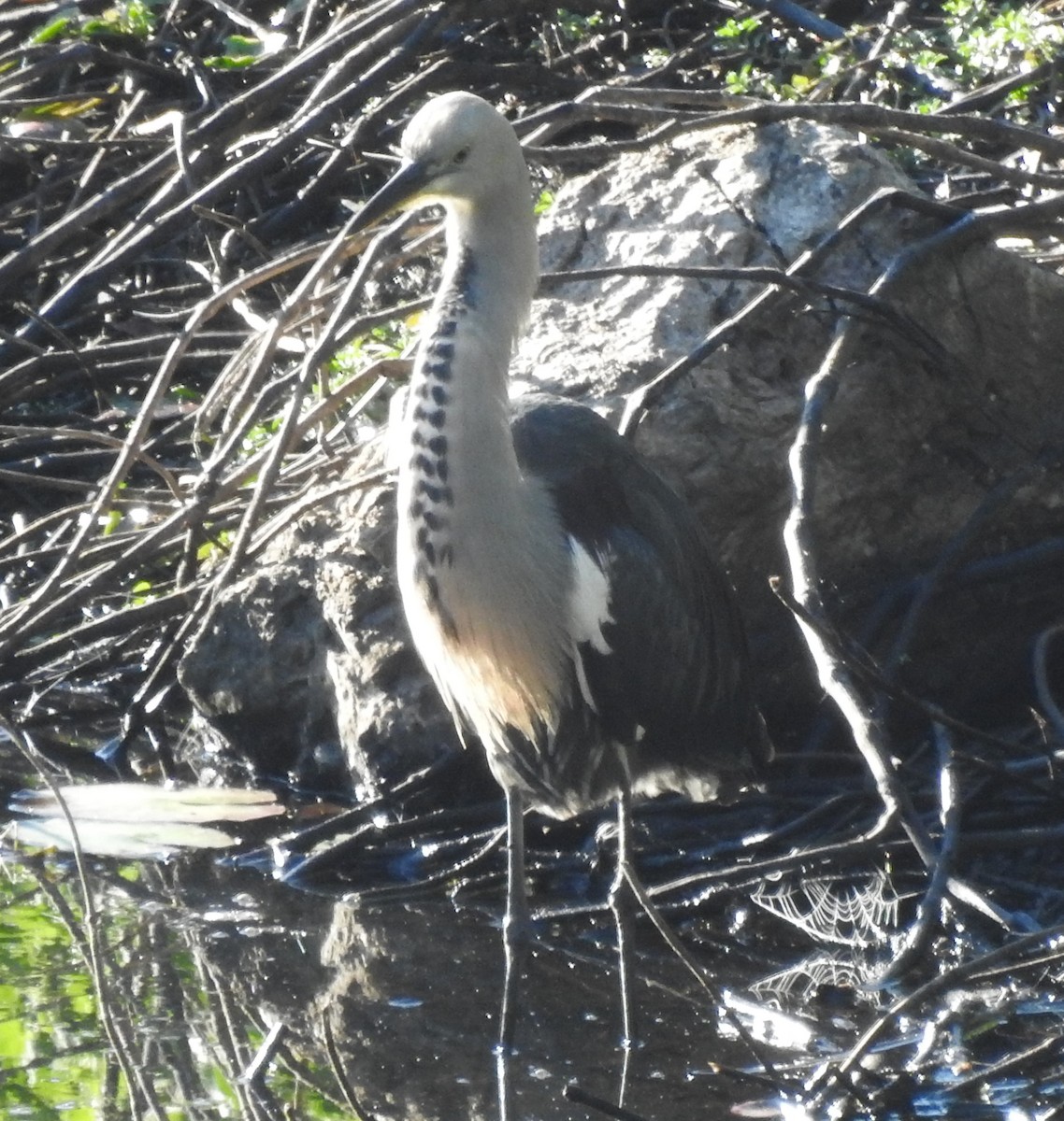 Pacific Heron - ML242710291