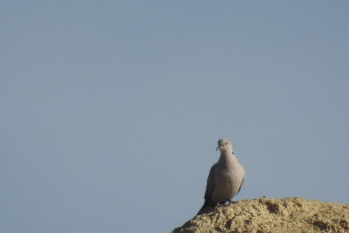 Eurasian Collared-Dove - ML242710301