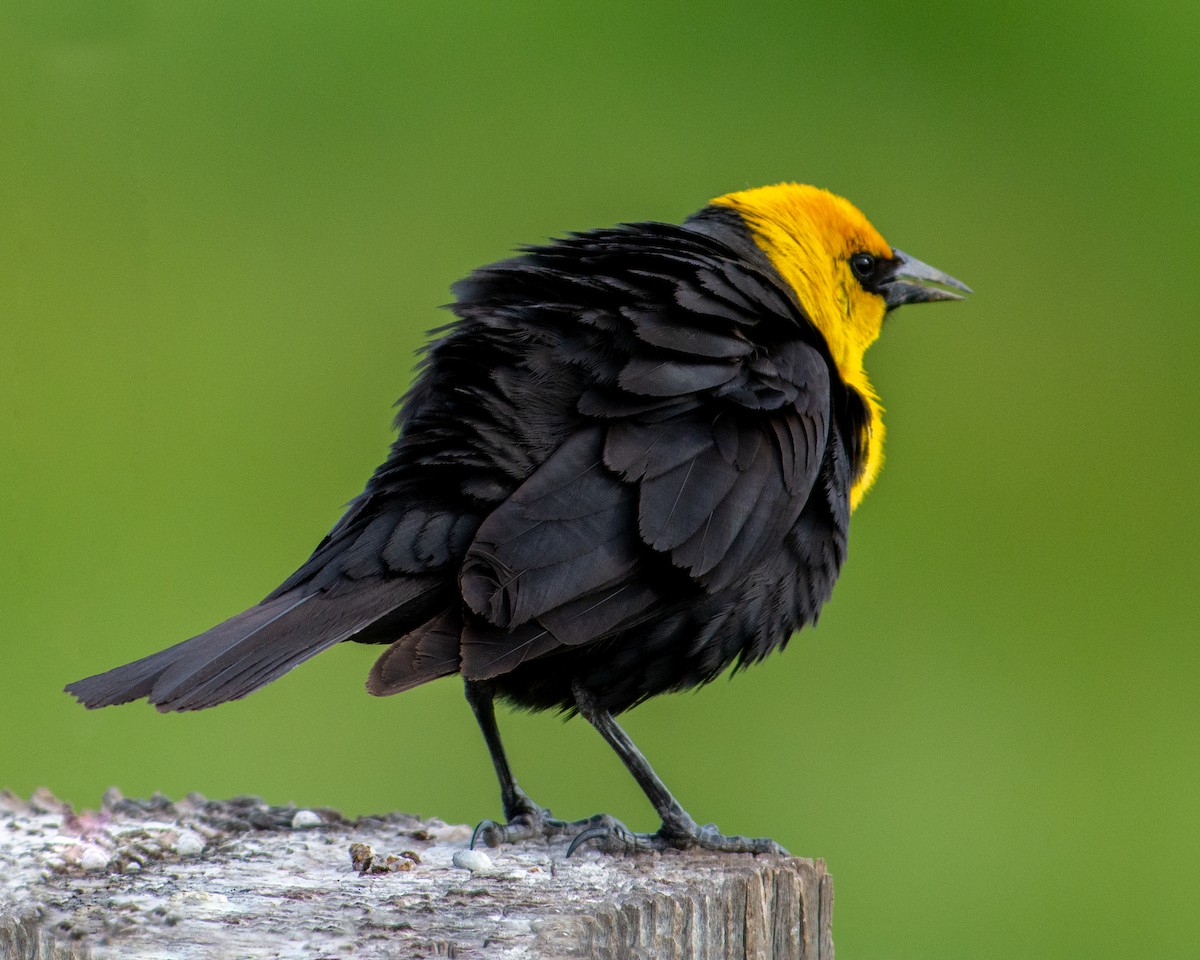 Yellow-headed Blackbird - Sherry Pratt