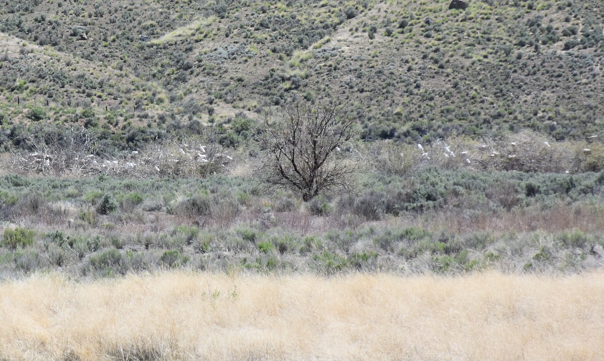 Great Egret - ML242710371