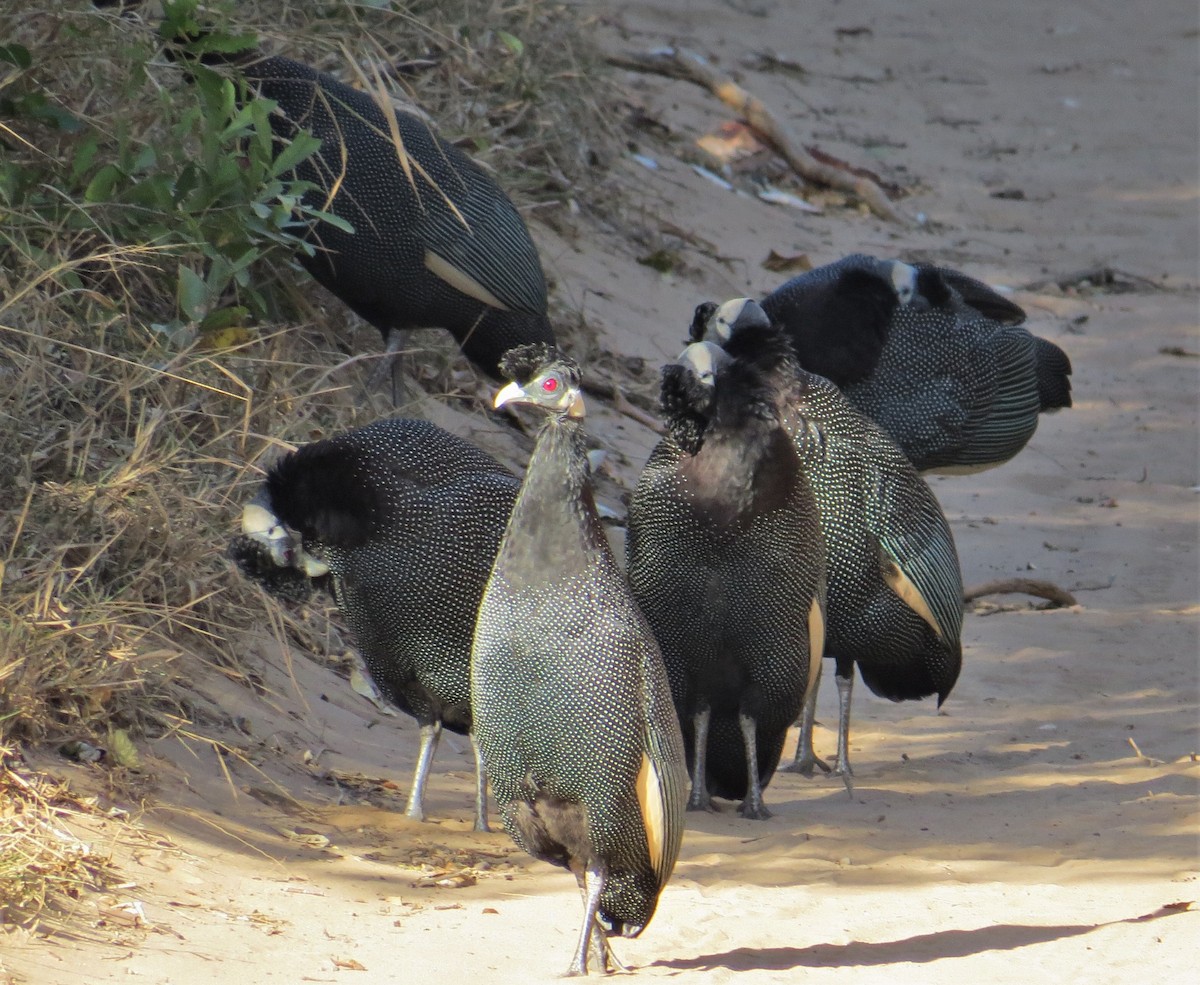 Southern Crested Guineafowl - ML242710431