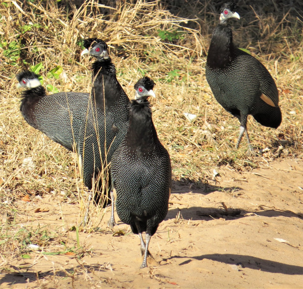 Southern Crested Guineafowl - ML242710441