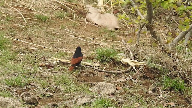 Crested Bunting - ML242710651