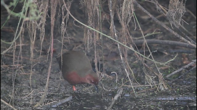 Ruddy-breasted Crake - ML242711031