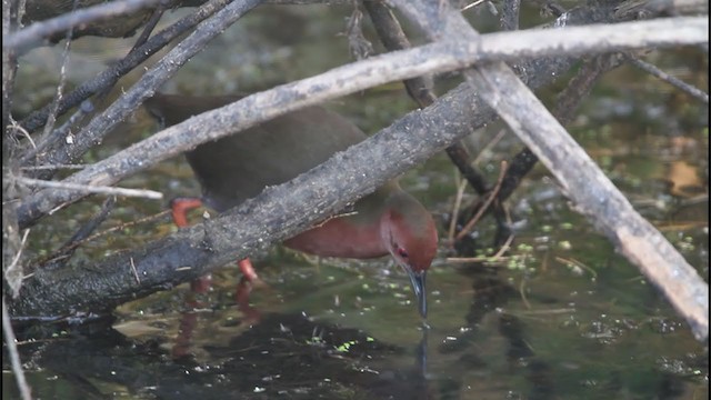 Ruddy-breasted Crake - ML242711051