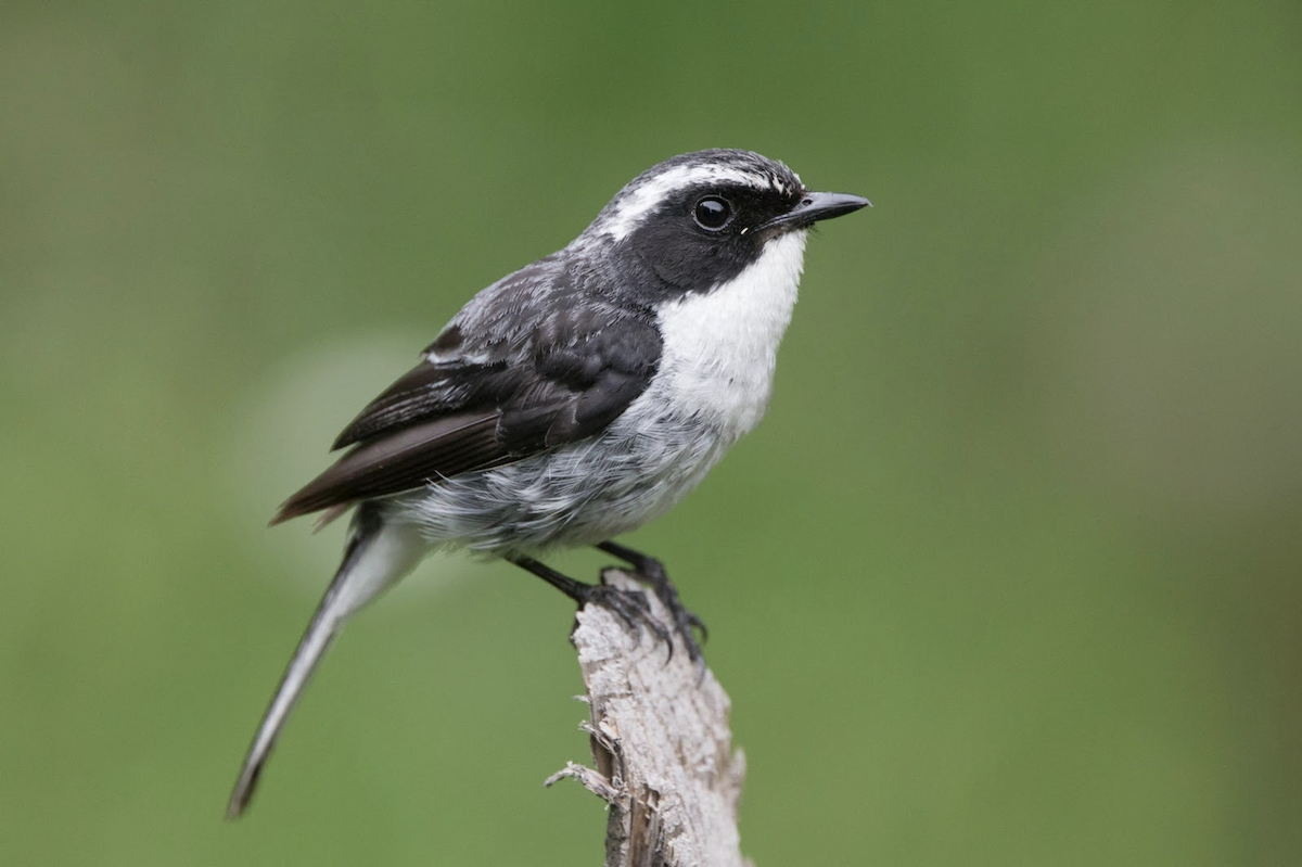 Gray Bushchat - ML242711401