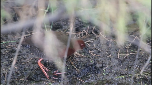 Ruddy-breasted Crake - ML242711521