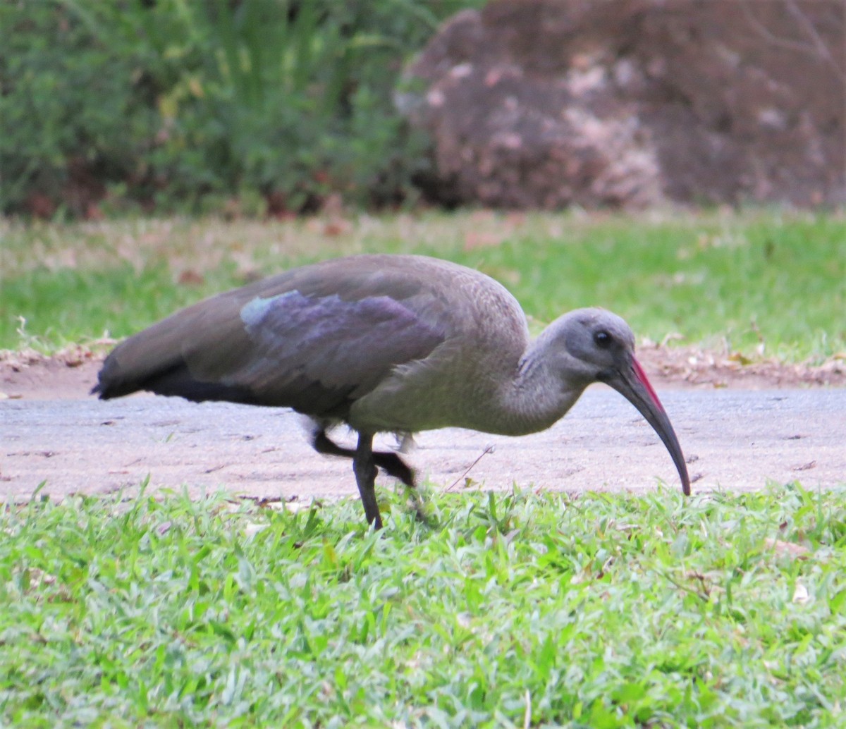 Hadada Ibis - ML242711621