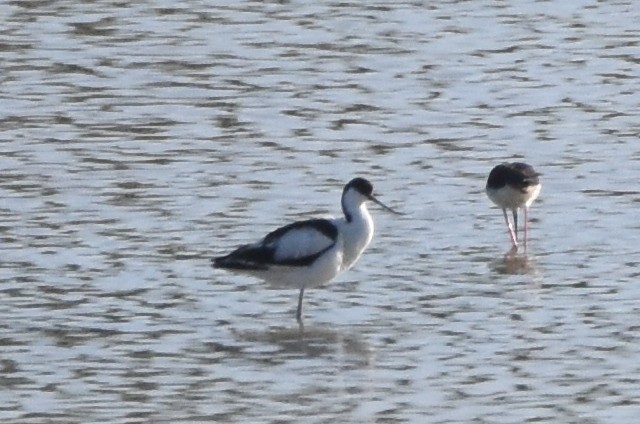 Avoceta Común - ML242713901