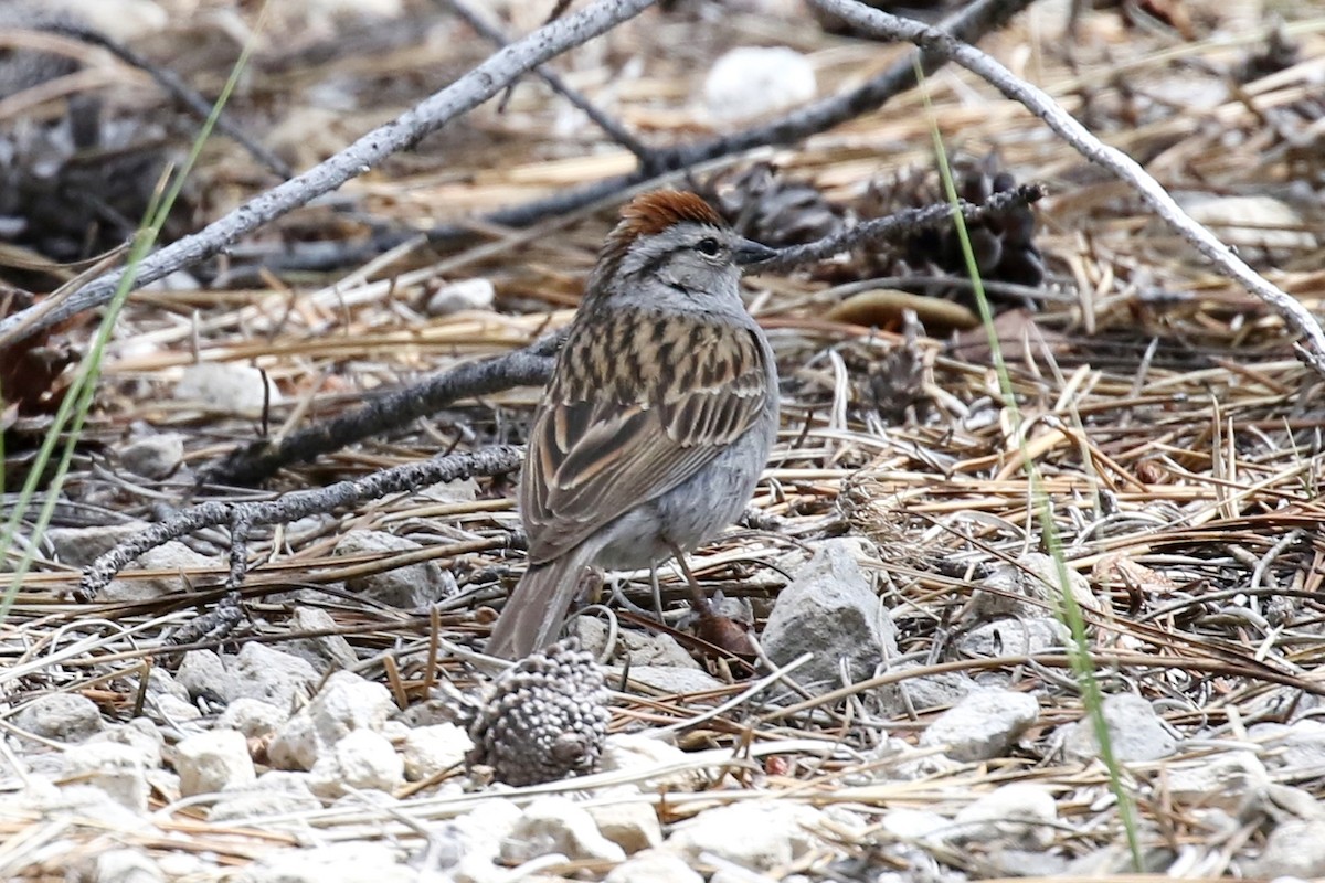 Chipping Sparrow - ML242714541