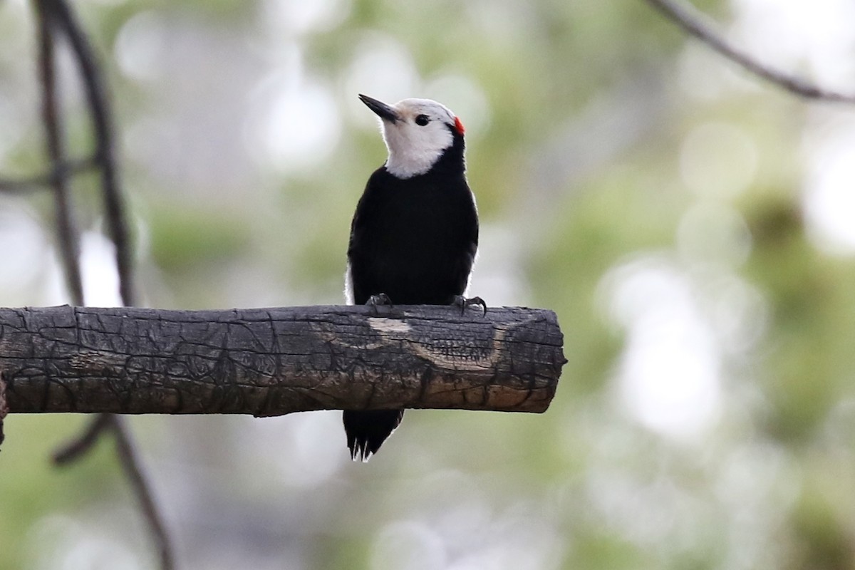 White-headed Woodpecker - ML242714571